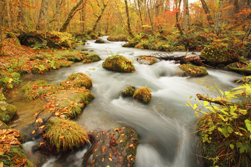 秋の奥入瀬渓流