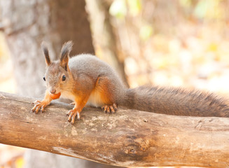 Red squirrel eating a nut