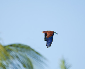 Broad-billed Roller and Palms