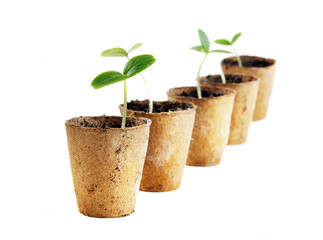 Young fresh seedling stands in peat pots