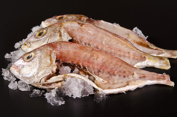 Dorade royal auf Eis