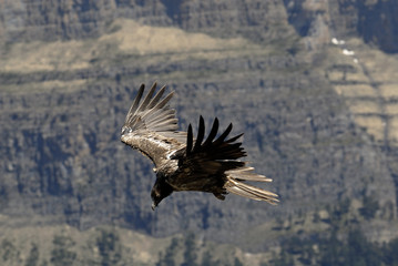 Joven quebrantahuesos en vuelo