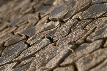 Cracked lifeless soil