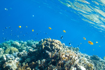 Fototapeta na wymiar fish and corals in the sea