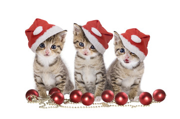 Drei Kätzchen Weihnachten
