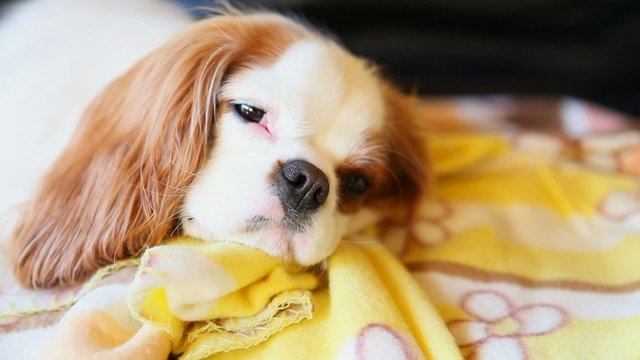 Cavalier King
