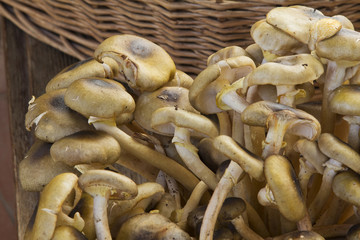 funghi