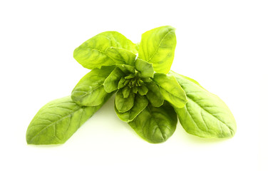 Spinach isolated on white