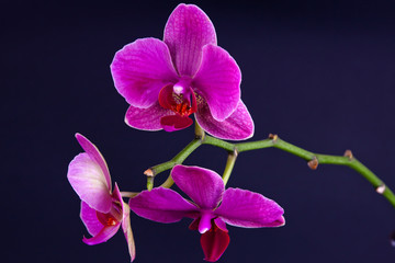 pink orchid