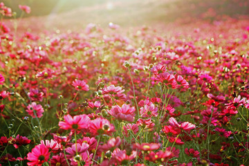 Obraz premium コスモス畑
