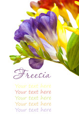 bunch of lovely freesia on white background