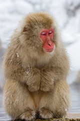 Japancese Macaque