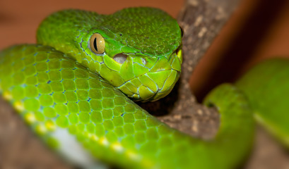 Viper portrait