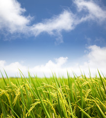 paddy rice field with cloud background