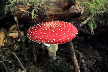 Amanita muscaria