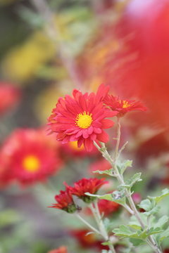 5 Best 赤い菊 Images Stock Photos Vectors Adobe Stock 5 Best 赤い菊 Images Stock Photos Vectors Adobe Stock
