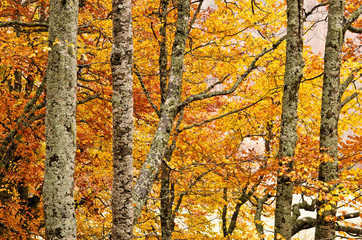 detail of forest in autumn