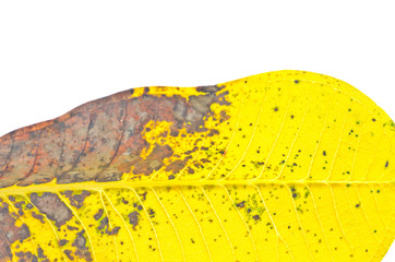 autumn yellow and brown leaf with white background