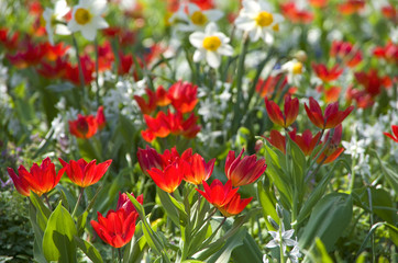 blumenwiese tulpen