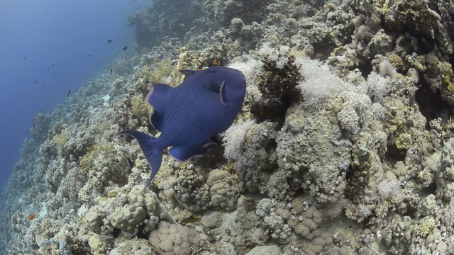 Blue triggerfish (alloblennius pictus).