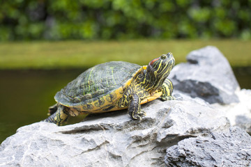 Tortoise on stone