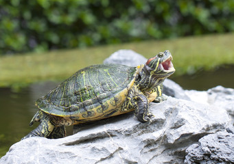 Tortoise on stone opening its mouth