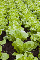 Lettuce field