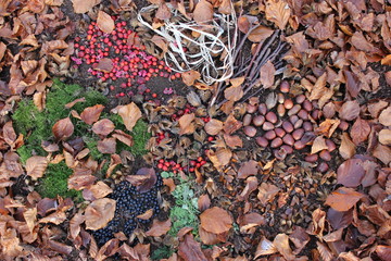Früchte des Waldes