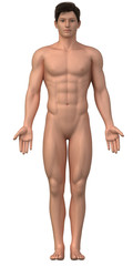 Naked man in anatomical position isolated