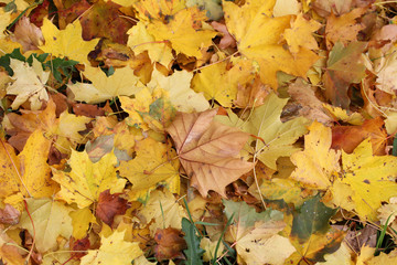 Leaves
