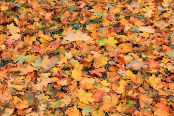 Leaves