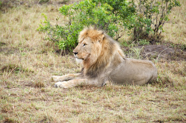 Fototapeta na wymiar Lion lie at the grass