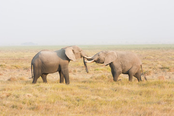 Fototapeta premium Two elephants stand face to face