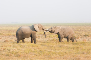 Two elephants stand face to face