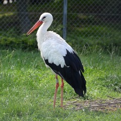 Cigogne