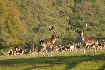 Two fallow deers before herd on green grass.