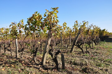 Fototapeta na wymiar vignes à Sauternes
