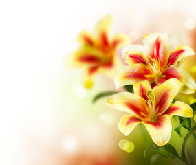 Lily Flowers border design. Summer Flowers