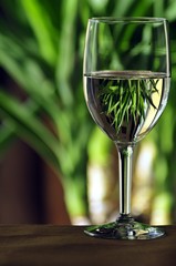 Right Side of White Wine