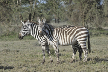 Fototapeta na wymiar Wild zebras in Africa.
