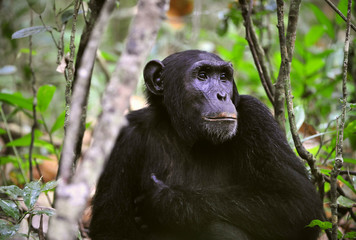 Wild Chimpanzee   portrait
