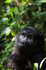 Portrait of a mountain gorilla at a short distance.