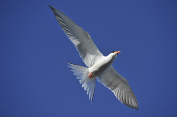 Tern in flight.