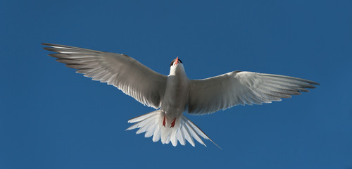 Tern in flight.