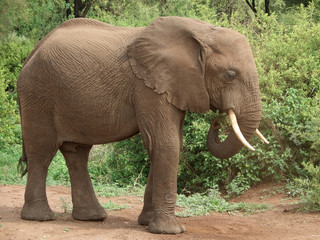 Fototapeta premium african Elephant sideways