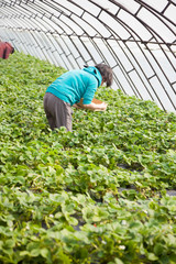 strawberry field