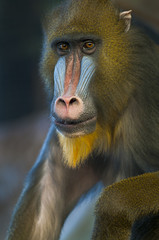 Baboon