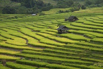 rice field terrace