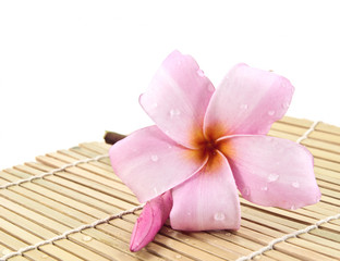 Frangipani flower on bamboo