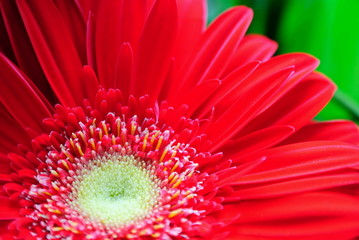 Red gerbera